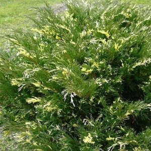 Borievka čínska (Juniperus chinensis) 'PLUMOSA ALBOVARIEGATA´ - výška 20-30 cm, ⌀ 30-40 cm, kont. C2L / C4L - 2. Trieda/Kvalita B